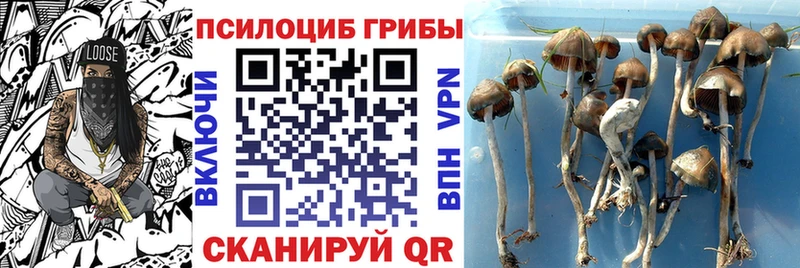 Псилоцибиновые грибы GOLDEN TEACHER Наволоки
